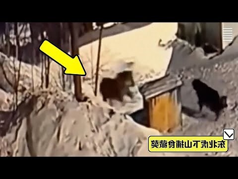上山虎 下山虎 意思